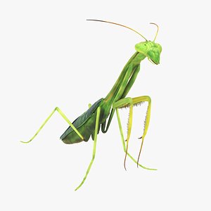 praying mantis model