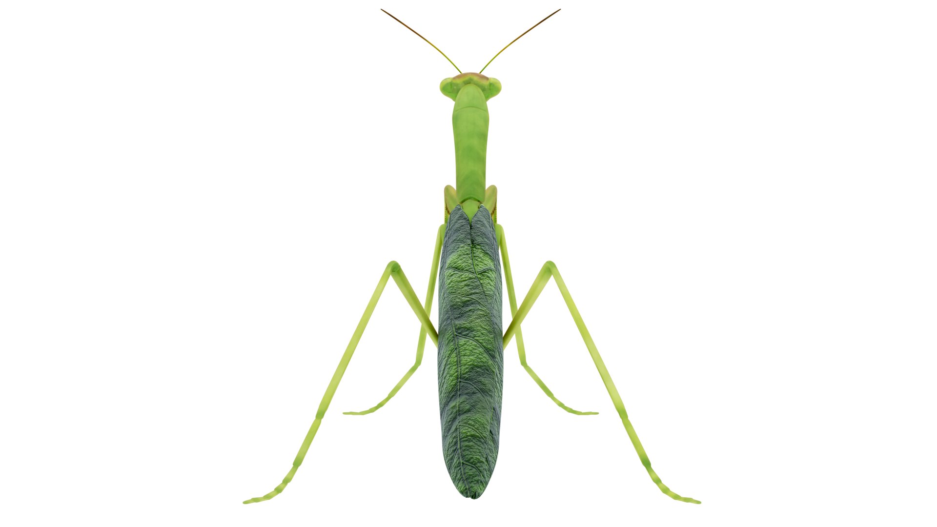 Praying mantis model - TurboSquid 1628791