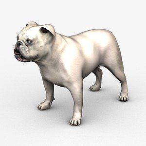 English Bulldog Male White
