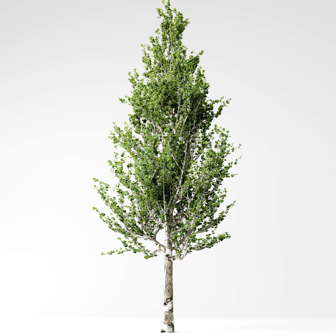 Poplar tree model - TurboSquid 1416070
