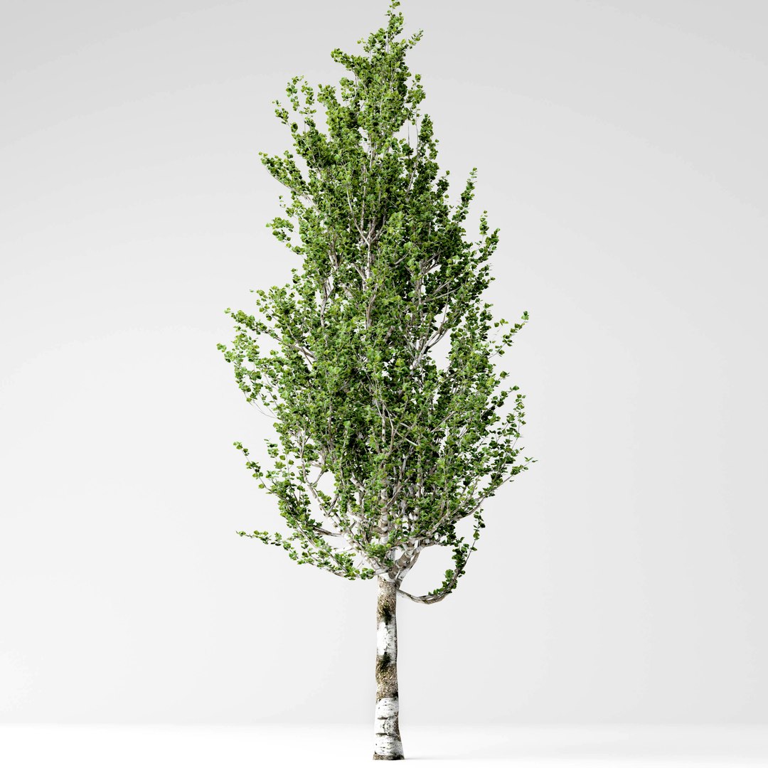 Poplar tree model - TurboSquid 1416070