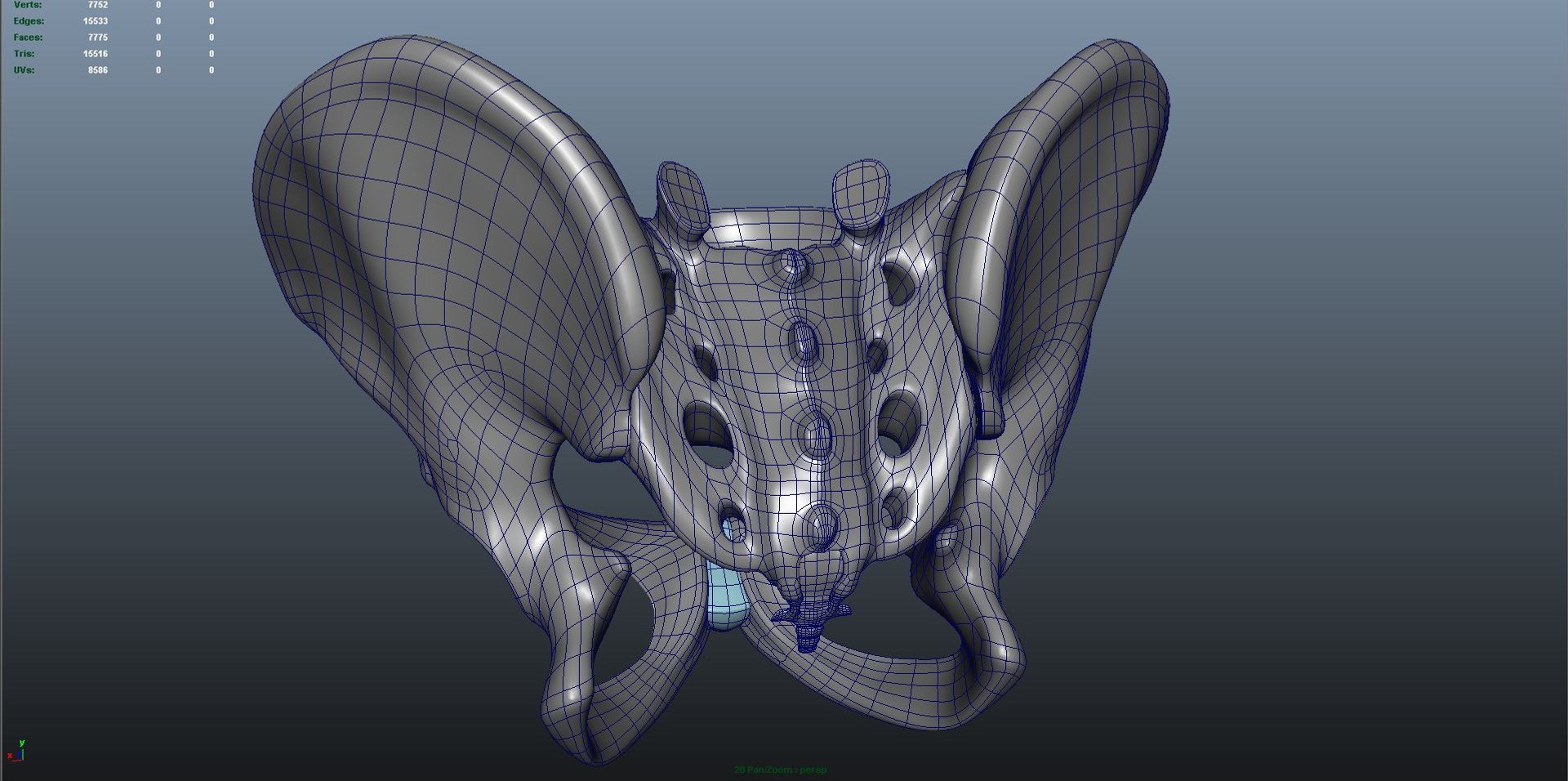 Pelvic Girdle 3d Model