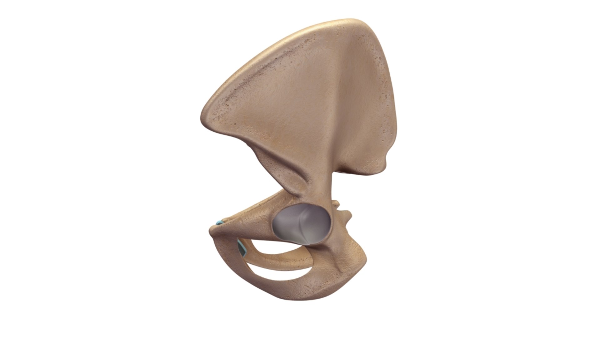 Pelvic Girdle 3d Model