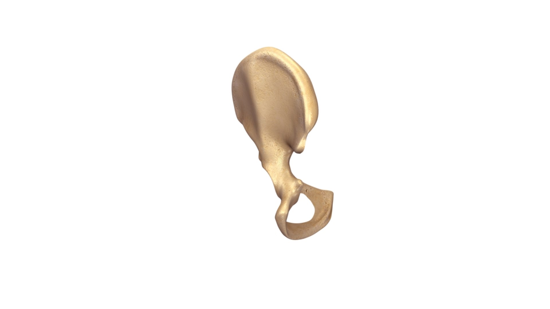 Pelvic Girdle 3d Model