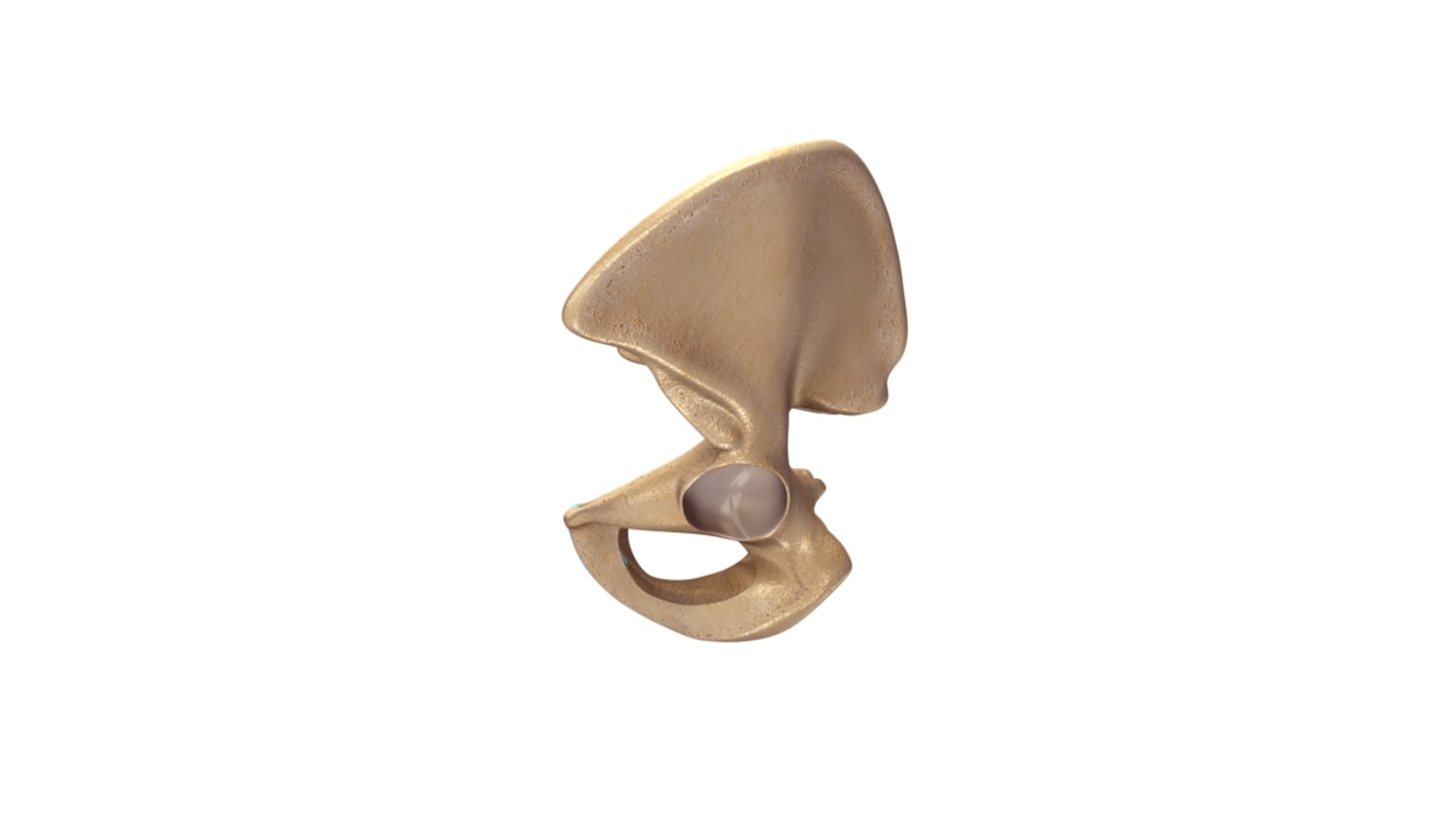 Pelvic Girdle 3d Model