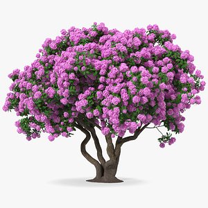 3D model Rhododendron Purple Flower Tree