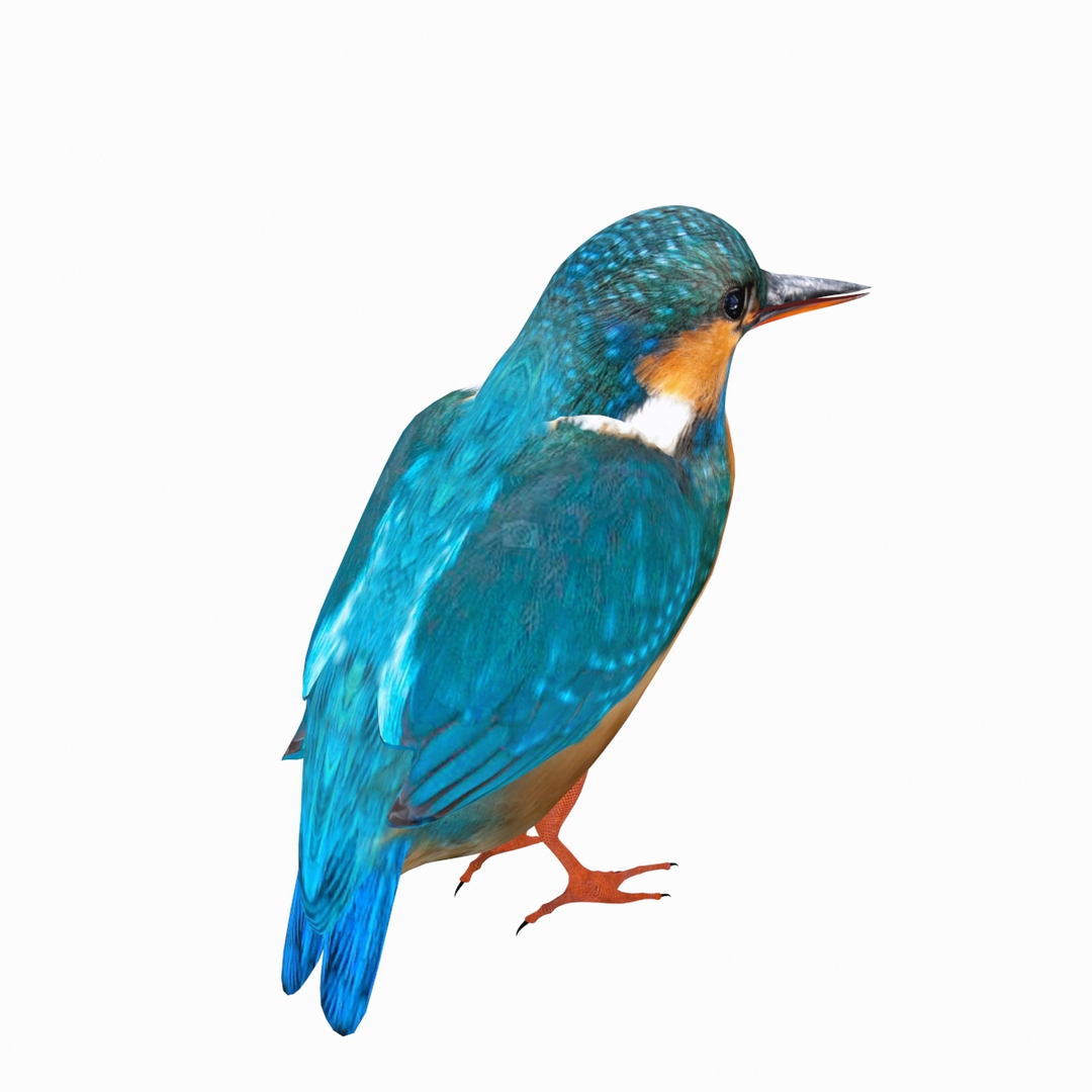 Kingfisher 3d Model - Turbosquid 1771457