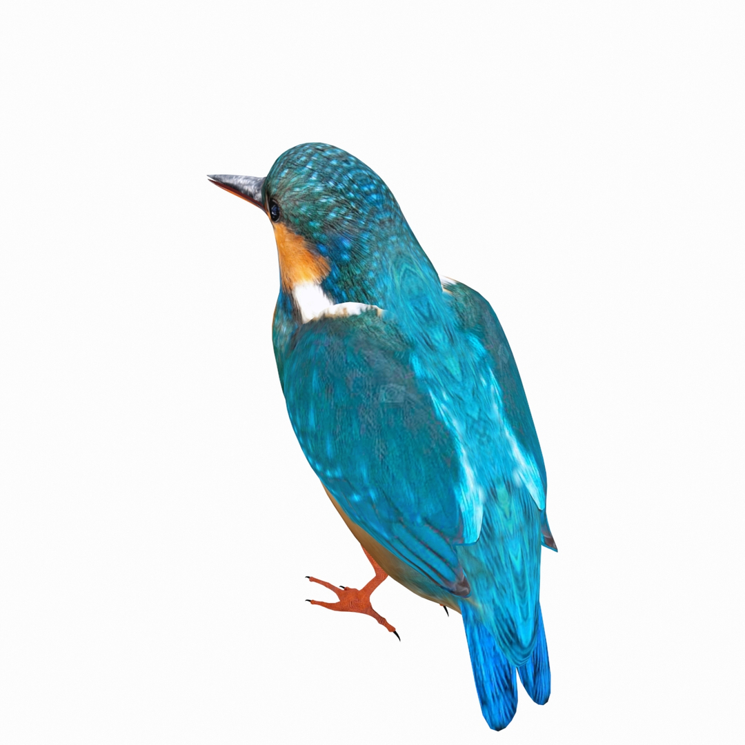 Kingfisher 3D model - TurboSquid 1771457