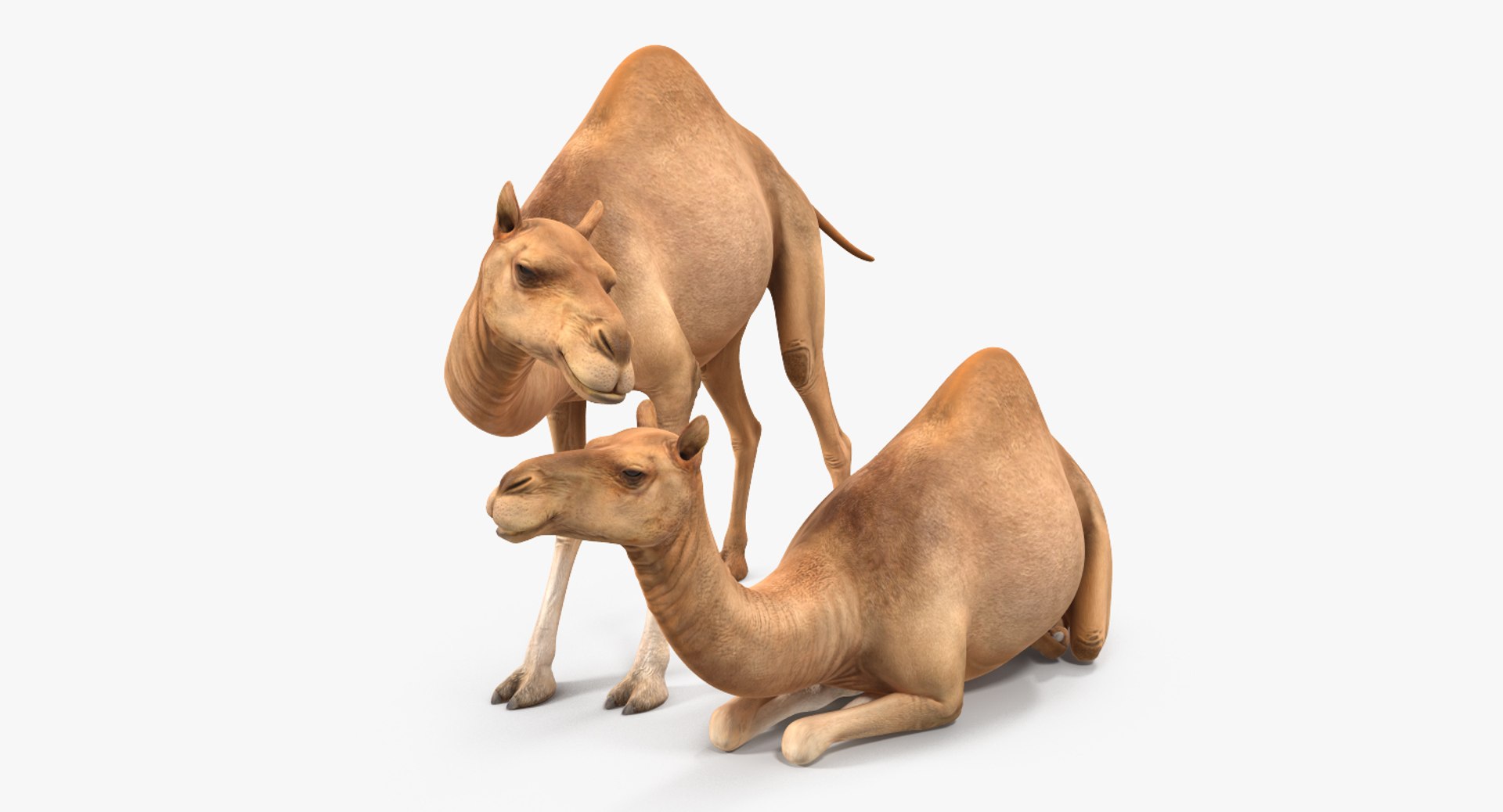 3D rigged african animals model https://p.turbosquid.com/ts-thumb/wr/lA7KWu/A35F7E2Z/riggedafricananimalscollectionmb3dmodel029/jpg/1529569968/1920x1080/fit_q87/6328d63e6b8c76c0d6b4b6d704bfb638f392eec4/riggedafricananimalscollectionmb3dmodel029.jpg
