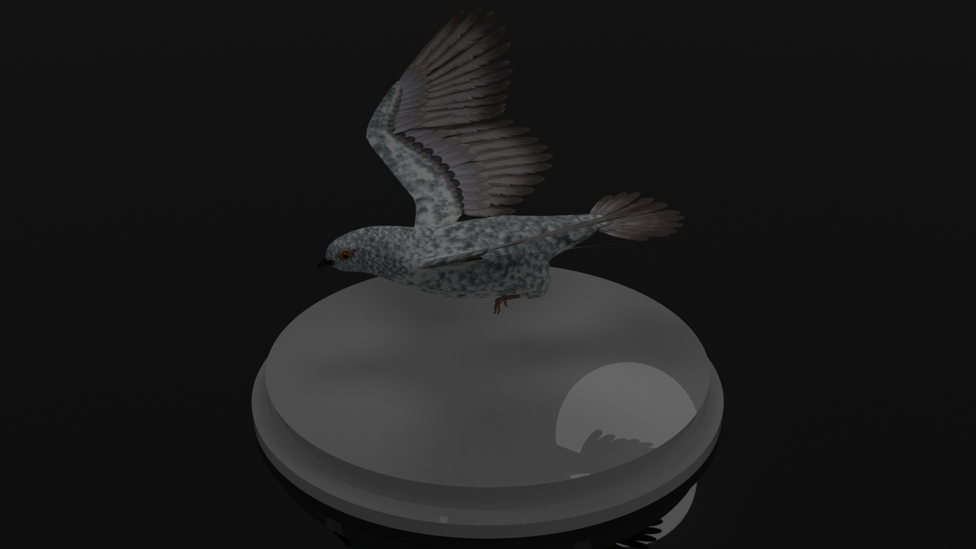 3D Rigged Pigeon Model - TurboSquid 1432351