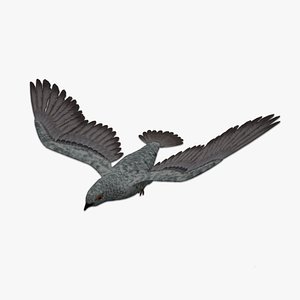 3D rigged pigeon model
