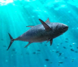 3D model tuna animation