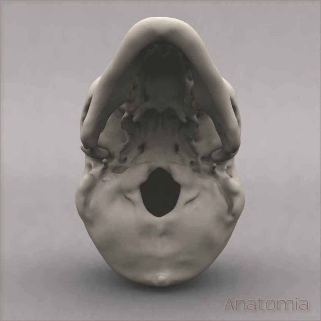 3d Male Human Skull Bone