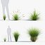 Carex appressa Junco alto