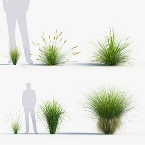 Carex appressa Tall sedge