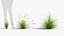 Carex appressa Junco alto