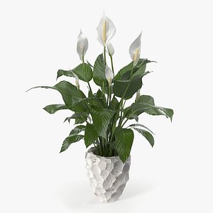 Plant Lily Spathiphyllum In Ceramic Pot 3D model
