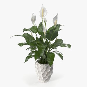 Plant Lily Spathiphyllum In Ceramic Pot