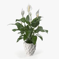 Plant Lily Spathiphyllum In Ceramic Pot