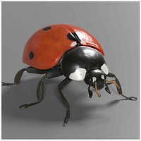 2020 Ladybug