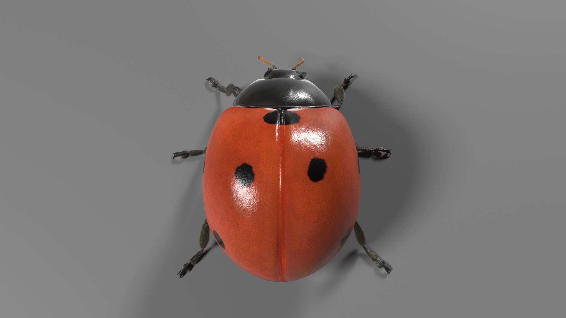 ladybug animations 3D model https://p.turbosquid.com/ts-thumb/ws/XYP6n5/Fx58QCwE/ladybug_effectmap10/png/1590517436/1920x1080/fit_q87/015c0fd37bc2a01de7b6b158b5dd1b30e9225ad5/ladybug_effectmap10.jpg