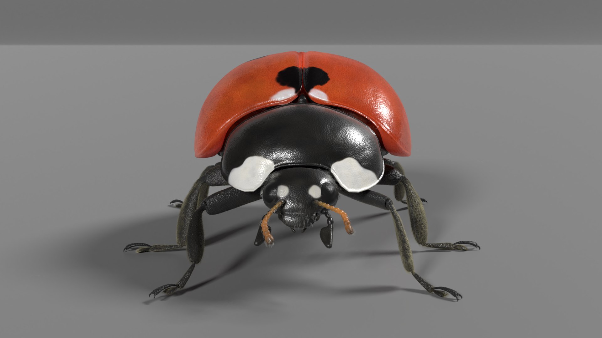 ladybug animations 3D model https://p.turbosquid.com/ts-thumb/ws/XYP6n5/TPjSguQ2/ladybug_effectmap07/png/1590517235/1920x1080/fit_q87/72b034cadcee79efbe852f6d6171bf24dc767859/ladybug_effectmap07.jpg