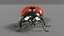 2020 Ladybug