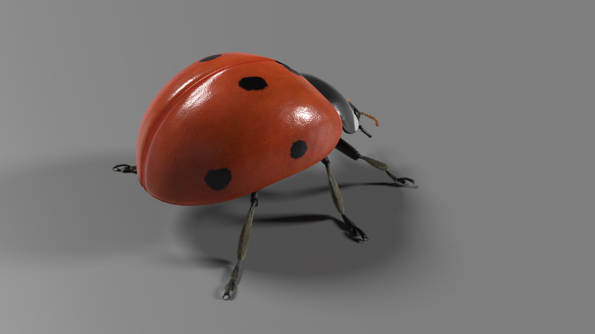 ladybug animations 3D model https://p.turbosquid.com/ts-thumb/ws/XYP6n5/vIUwqEUi/ladybug_effectmap08/png/1590517406/1920x1080/fit_q87/4b1a73af7b8bb6effa1cba8fe62de6fe65882046/ladybug_effectmap08.jpg