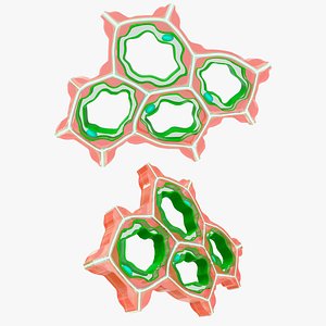 3D Collenchyma model