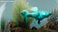Guppy Fish Malachite Rigged for Maya