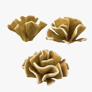 3D model Policiapora Corals Collection
