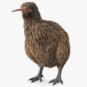Kiwi Bird Fur Rigged 3D model