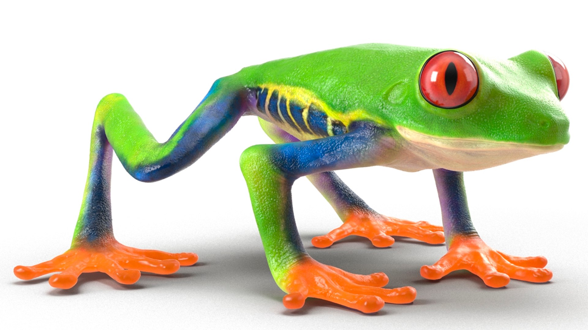 3D Red Eyed Tree Frog Realistic Rigged - TurboSquid 2279726