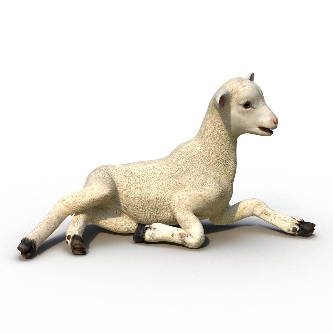 3d lamb rigged model