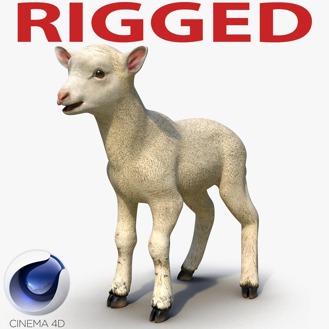Lamb Rigged for Cinema 4D 3D model preview