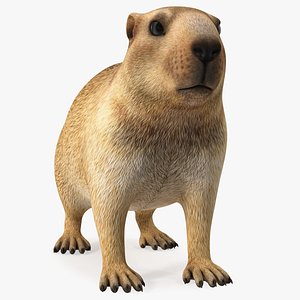 Marmot Rigged 3D model