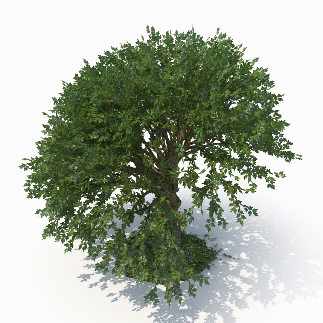 Realistic Tree 3d Model