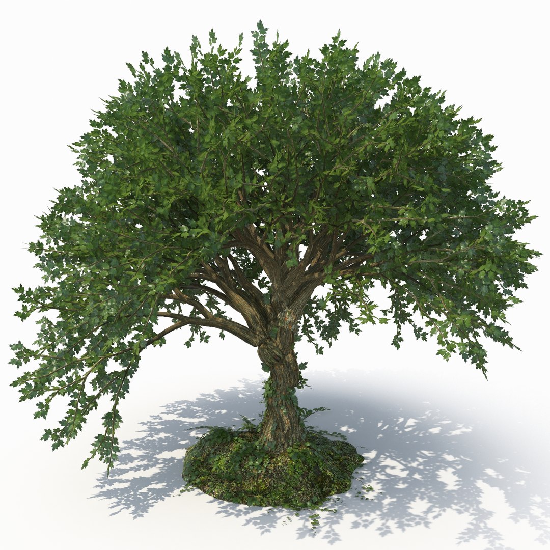 tree bundle model https://p.turbosquid.com/ts-thumb/ws/vCoqFe/SAbyafVN/ecleposstree3/jpg/1789002668/1920x1080/fit_q87/a78b6fa245a4ddaeecfc6416dc58102ad03894ce/ecleposstree3.jpg