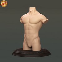 Male Torso