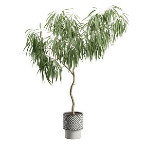 Ficus Alii In Pattern Pot