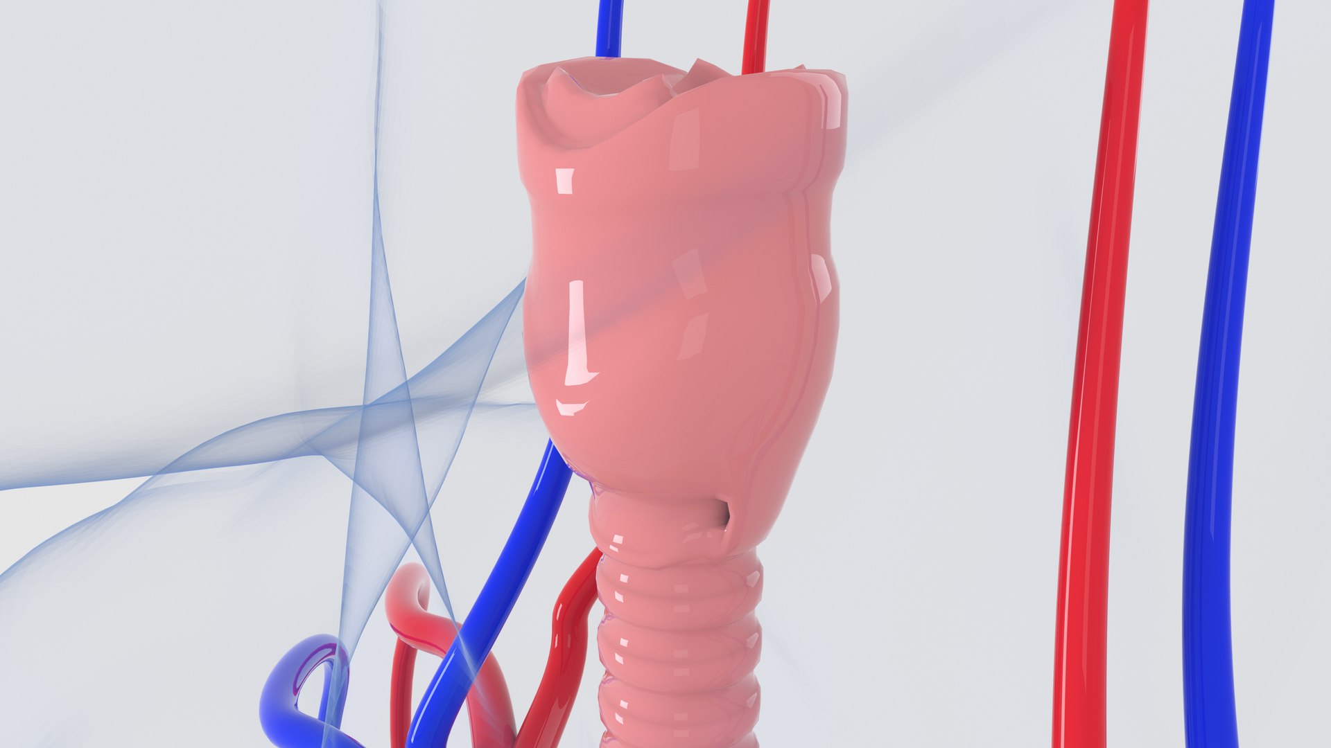 human organs 3D model https://p.turbosquid.com/ts-thumb/wt/88DHDp/97IYQnfl/preview5/jpg/1555679924/1920x1080/fit_q87/bd780815e91fb8053503c9d83645803a681adc79/preview5.jpg