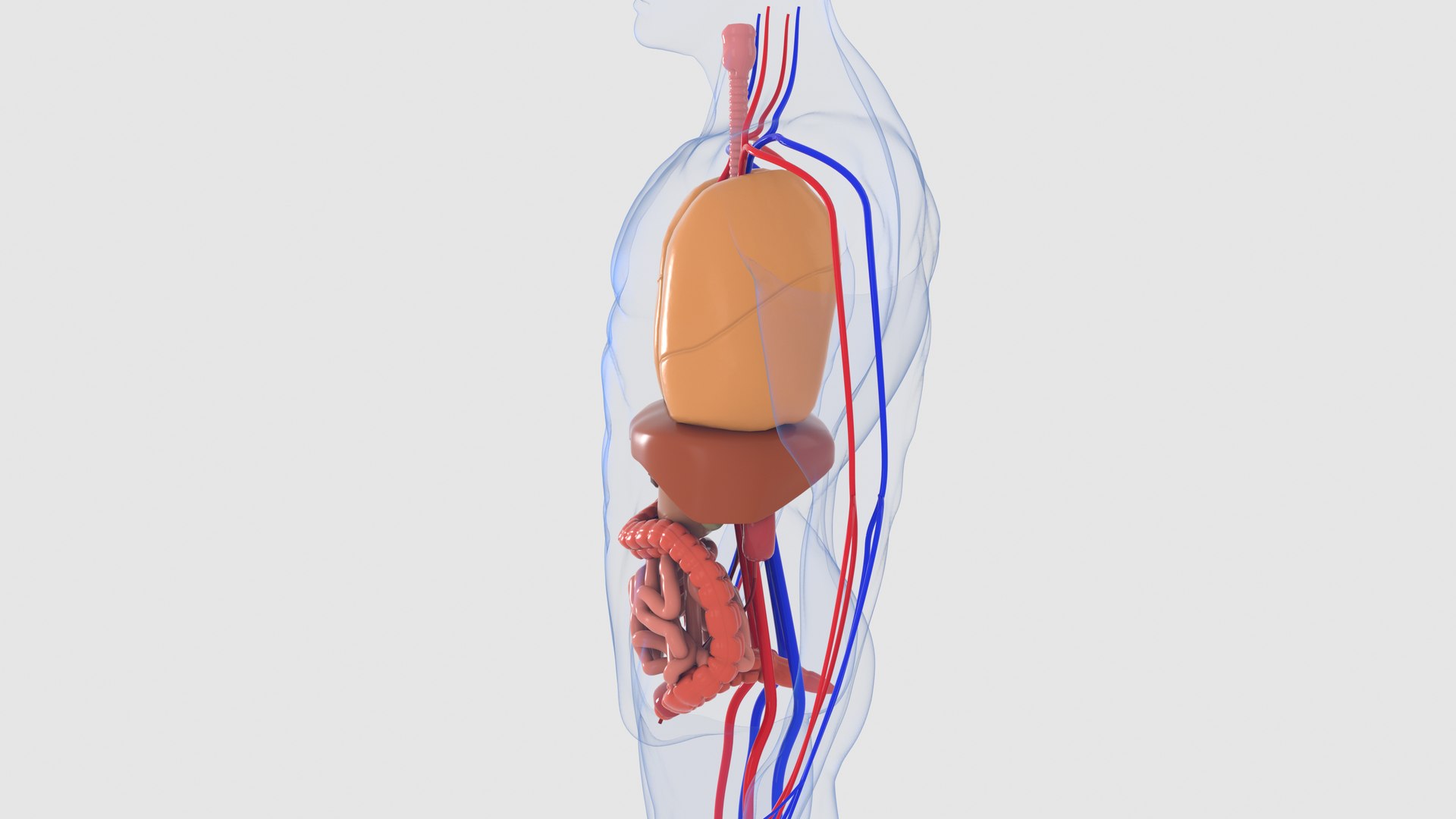 human organs 3D model https://p.turbosquid.com/ts-thumb/wt/88DHDp/PpwWcG0e/preview4/jpg/1555679924/1920x1080/fit_q87/cb701b36fc235bd71c8398c9d929f1e693d47bc0/preview4.jpg