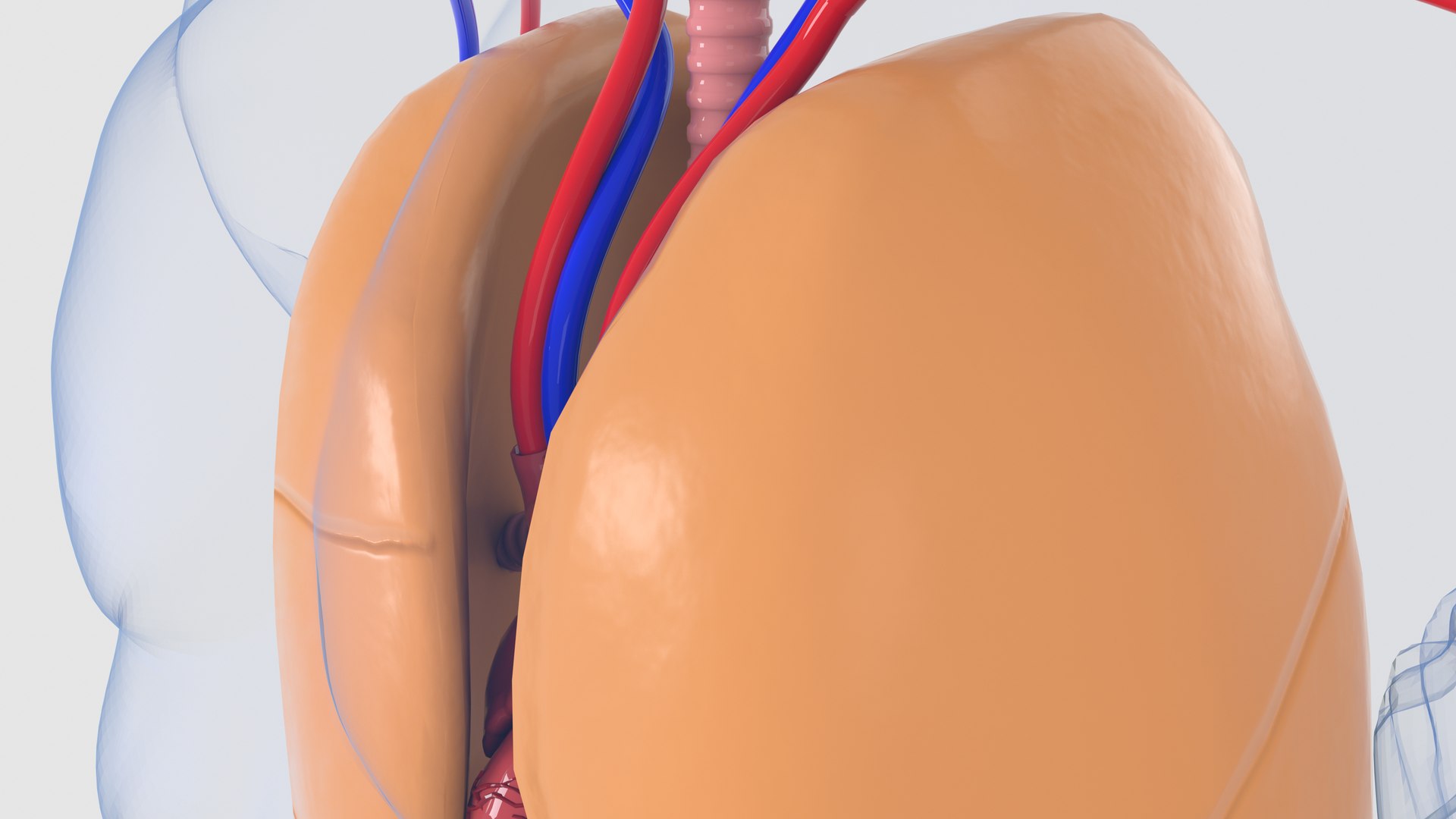 human organs 3D model https://p.turbosquid.com/ts-thumb/wt/88DHDp/cPCSu0II/preview6/jpg/1555679924/1920x1080/fit_q87/7377eaac874827d1eee053da9c7730b6e05bed88/preview6.jpg