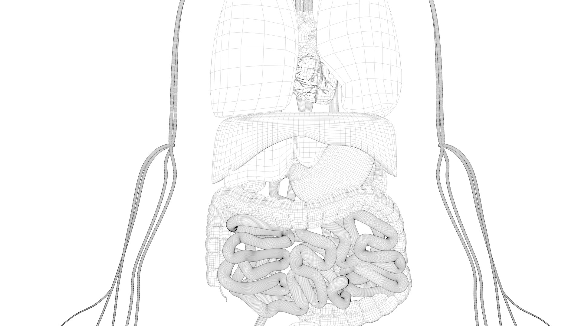 human organs 3D model https://p.turbosquid.com/ts-thumb/wt/88DHDp/w54rNQhg/preview11/jpg/1555679924/1920x1080/fit_q87/1e47b8f7252bc23ea22768be4fefffaed3f45895/preview11.jpg