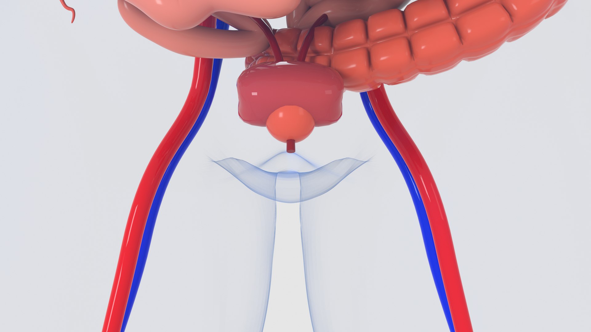 human organs 3D model https://p.turbosquid.com/ts-thumb/wt/88DHDp/xa67LHWH/preview10/jpg/1555679924/1920x1080/fit_q87/ef5aad708bf3d35fae6a33edd5458f2ea5bba6a3/preview10.jpg