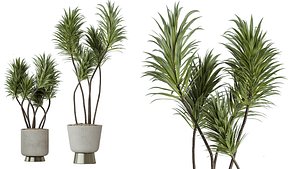 AV 10 unique sets of indoor pots including 50 different plants at an exceptional price 3D