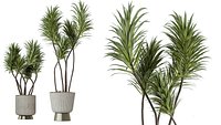 AV 10 unique sets of indoor pots including 50 different plants at an exceptional price