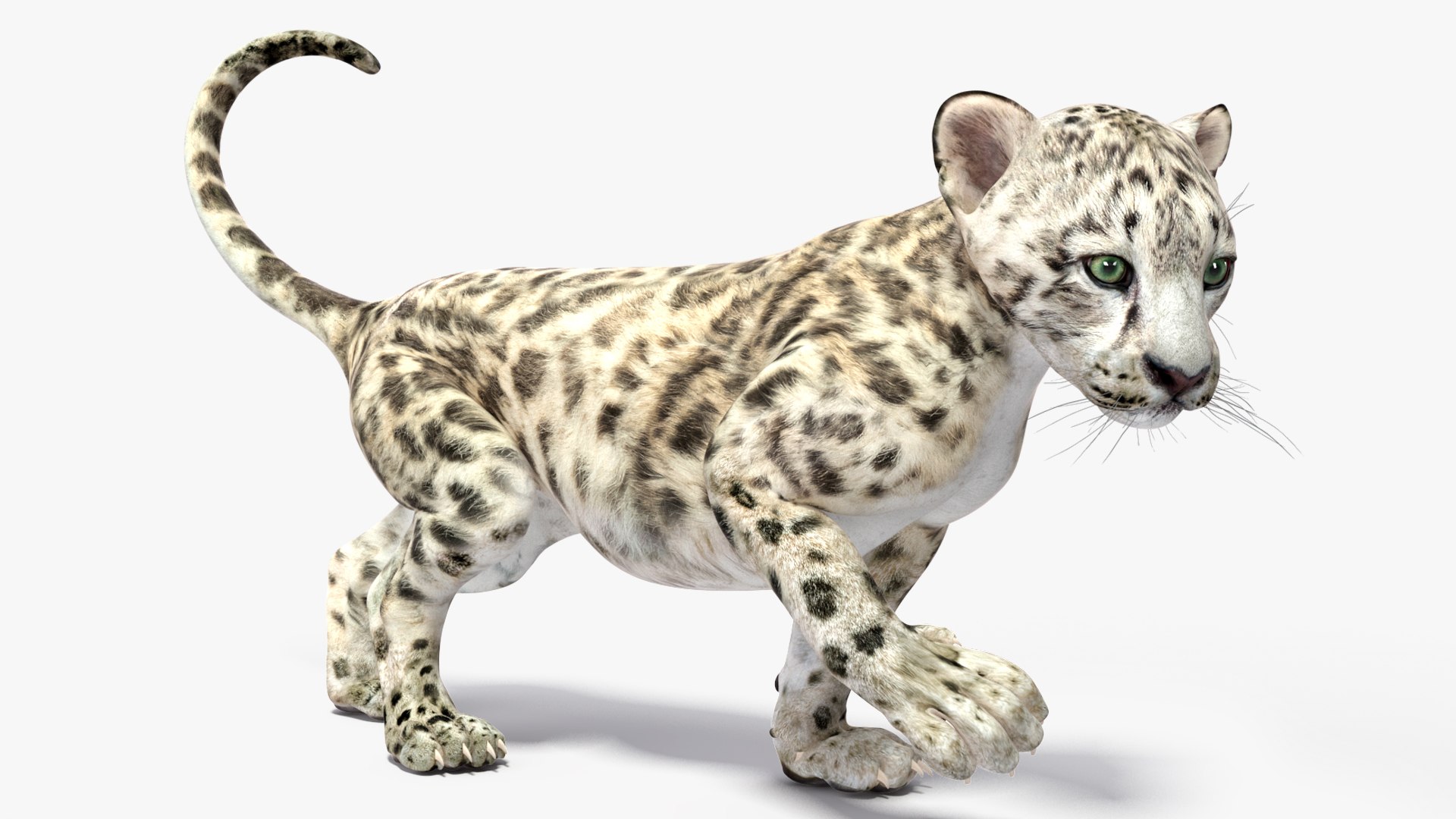 Snow Leopard Cub Rigged for Cinema 4D 3D model preview