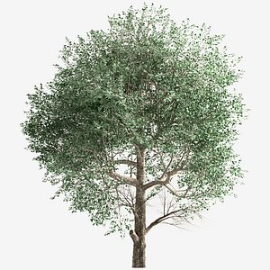 Set of Populus Alba or White Poplar Trees -2 Trees