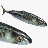 Mackerel Fish